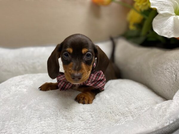 Dachshund-DOG-Male-chlt tn-6400-Petland San Antonio, TX