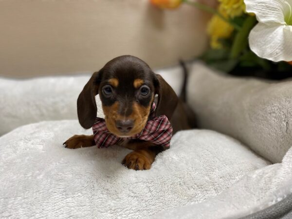 Dachshund DOG Male chlt tn 6400 Petland San Antonio, TX