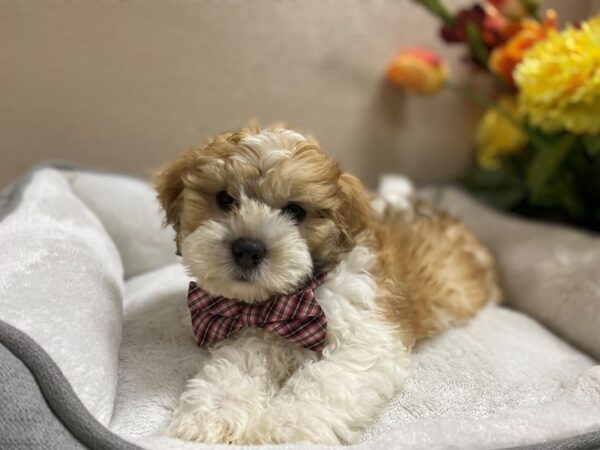 Lhasapoo DOG Male gld, wh mkgs 6403 Petland San Antonio, TX