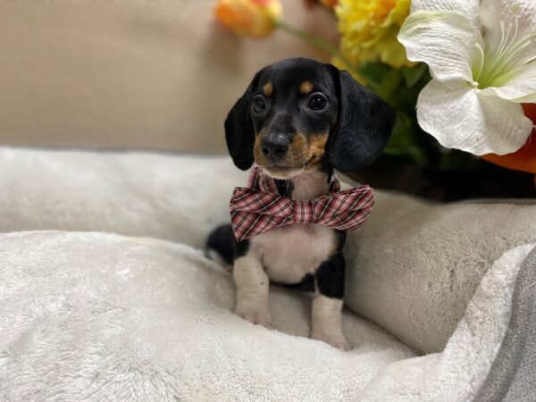Dachshund-DOG-Male-blk tn pbld-6398-Petland San Antonio, TX