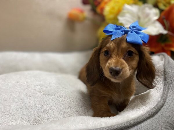 Dachshund DOG Female rd chlt 6401 Petland San Antonio, TX