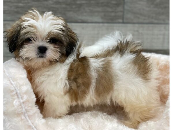 Shih Tzu DOG Male Gold & White 9307 Petland San Antonio, TX