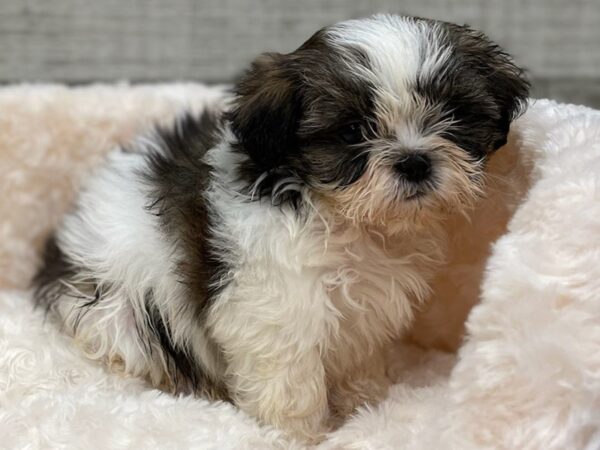 Shih Tzu-DOG-Female-Brindle & White-9308-Petland San Antonio, TX