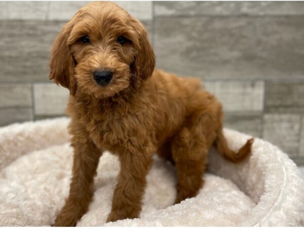 Goldendoodle DOG Male Red 9310 Petland San Antonio, TX