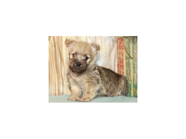 Cairn Terrier DOG Male Wheaten 9306 Petland San Antonio, TX