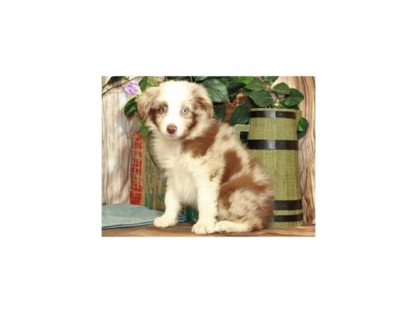 Australian Shepherd-DOG-Male-Red Merle-9305-Petland San Antonio, TX
