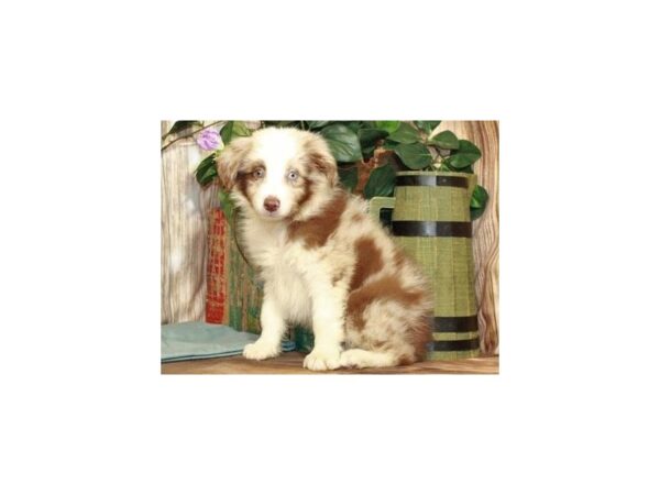 Australian Shepherd DOG Male Red Merle 9305 Petland San Antonio, TX