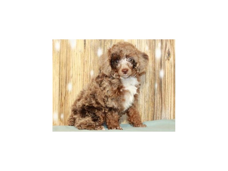 Merle miniature poodles for sale sales