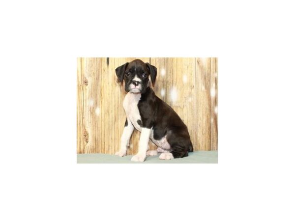 Boxer-DOG-Male-Black & White-9303-Petland San Antonio, TX