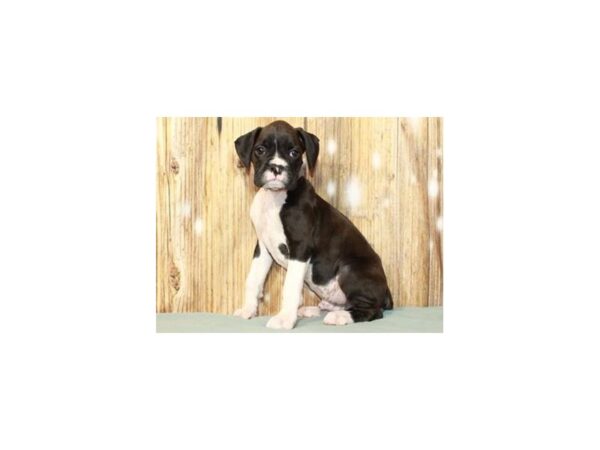 Boxer-DOG-Male-Black & White-9303-Petland San Antonio, TX