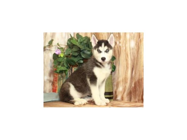 Siberian Husky-DOG-Female-Black & White-9302-Petland San Antonio, TX