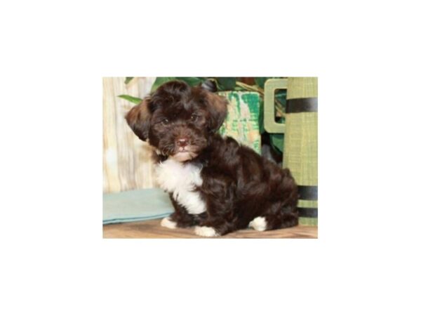 Havapoo DOG Male Chocolate & White 9301 Petland San Antonio, TX