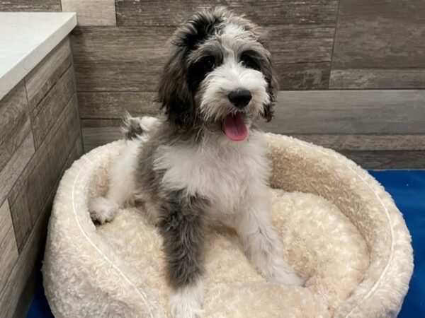 Goldendoodle DOG Female Blue Merle Parti 9239 Petland San Antonio, TX