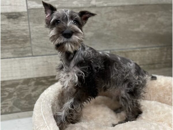 Miniature Schnauzer DOG Male Merle 9261 Petland San Antonio, TX