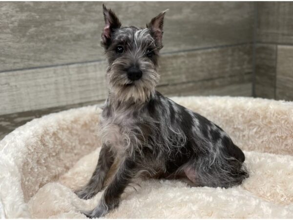 Miniature Schnauzer DOG Female Merle 9262 Petland San Antonio, TX