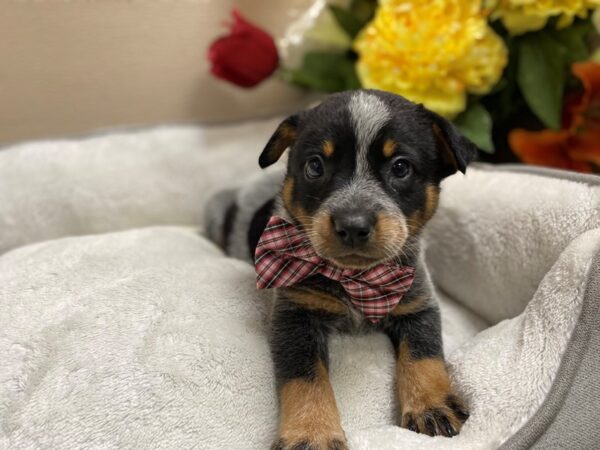 Australian Cattle Dog DOG Male bl 6406 Petland San Antonio, TX