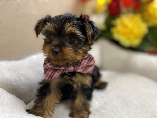 Yorkshire Terrier DOG Male blk & tn 6407 Petland San Antonio, TX