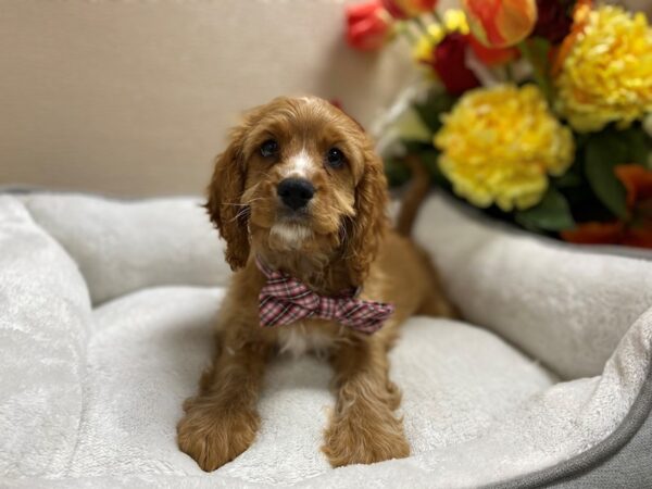 Cavapoo DOG Male rby 6408 Petland San Antonio, TX