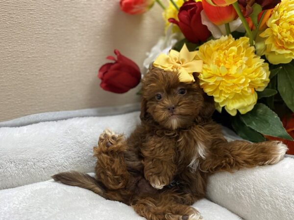 ShizaPoo-DOG-Female-rd-6410-Petland San Antonio, TX