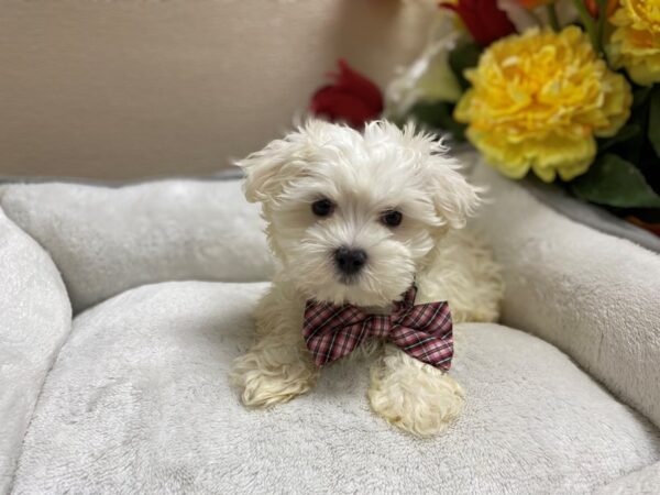 Maltese DOG Male wh 6411 Petland San Antonio, TX