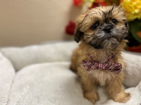 Shih Tzu DOG Male gld 6412 Petland San Antonio, TX