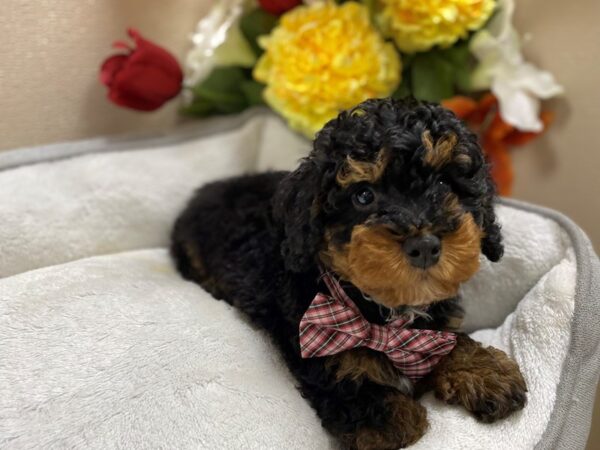 2nd Generation Mini Bernedoodle DOG Male blk & tn 6413 Petland San Antonio, TX