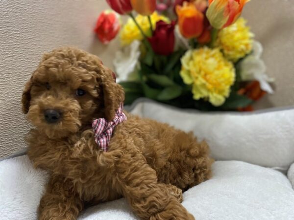 2nd Generation Mini Goldendoodle-DOG-Male-rd-6414-Petland San Antonio, TX