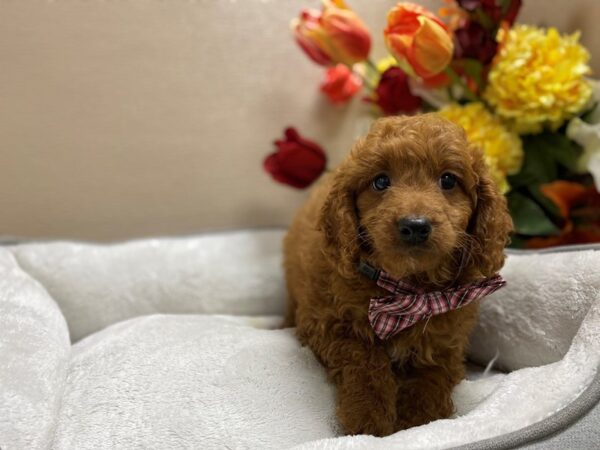 2nd Generation Mini Goldendoodle DOG Male rd 6415 Petland San Antonio, TX