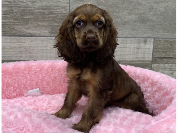 Cocker Spaniel-DOG-Female-Chocolate Sable-9311-Petland San Antonio, TX
