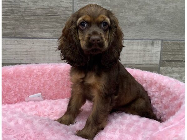 Cocker Spaniel DOG Female Chocolate Sable 9311 Petland San Antonio, TX