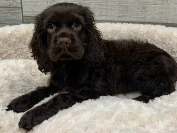 Cocker Spaniel DOG Male Chocolate 9312 Petland San Antonio, TX