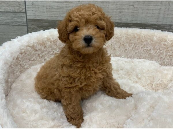 Miniature Poodle DOG Male Red 9313 Petland San Antonio, TX