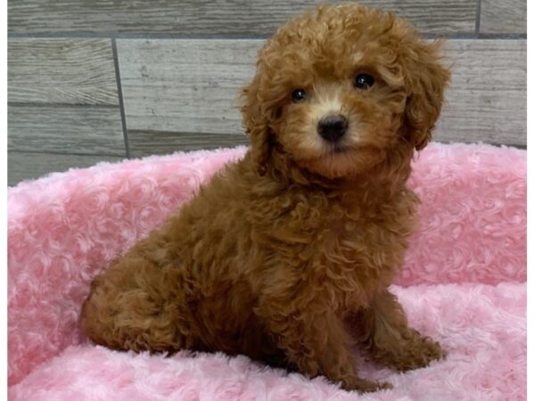 Miniature Poodle DOG Female Red 9314 Petland San Antonio, TX