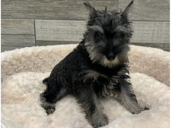 Miniature Schnauzer DOG Male Salt & Pepper 9315 Petland San Antonio, TX