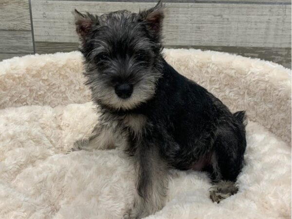 Miniature Schnauzer DOG Male Salt & Pepper 9316 Petland San Antonio, TX