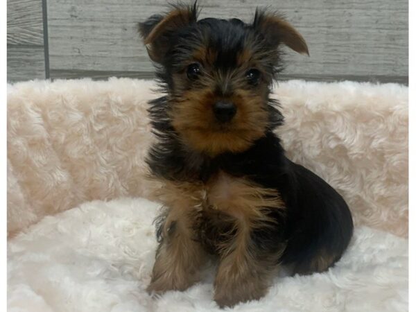 Yorkshire Terrier DOG Male Black & Tan 9318 Petland San Antonio, TX