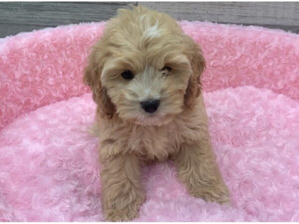 Cockapoo DOG Female Apricot 9319 Petland San Antonio, TX