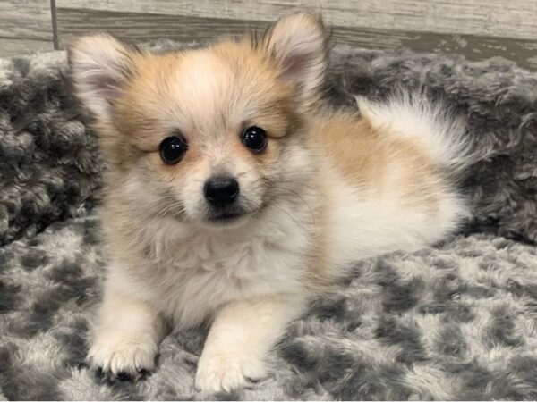Pomeranian-DOG-Male-Orange Parti-9320-Petland San Antonio, TX