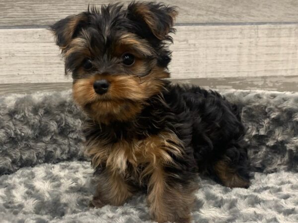 Yorkshire Terrier DOG Male Black & Tan 9321 Petland San Antonio, TX