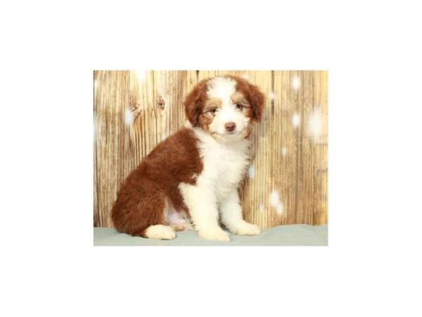 Aussiedoodle DOG Male Chocolate Tan & White 9322 Petland San Antonio, TX