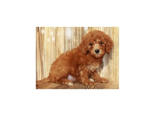 Miniature Goldendoodle DOG Female Red & White 9323 Petland San Antonio, TX