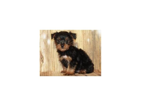 Yorkshire Terrier DOG Female Black & Tan 9324 Petland San Antonio, TX