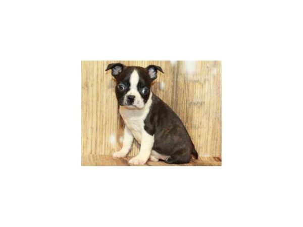 Boston Terrier DOG Male Black Brindle & White 9325 Petland San Antonio, TX