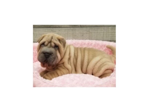 Shar Pei DOG Female Lilac 9334 Petland San Antonio, TX