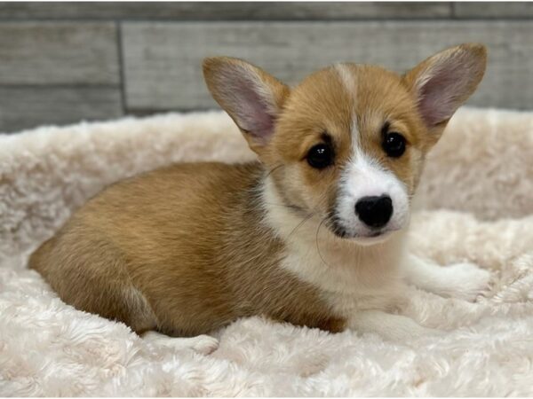 Pembroke Welsh Corgi DOG Female Red & White 9326 Petland San Antonio, TX