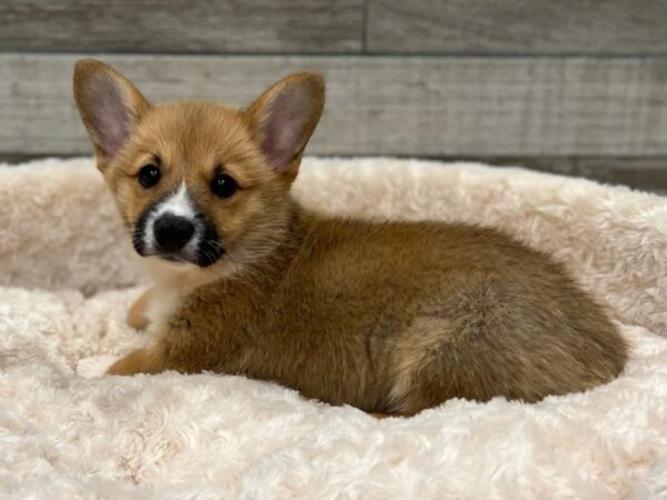 Pembroke Welsh Corgi DOG Male Red & White 9327 Petland San Antonio, TX