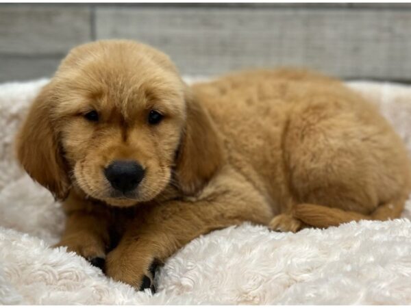 Golden Retriever DOG Male Golden 9328 Petland San Antonio, TX