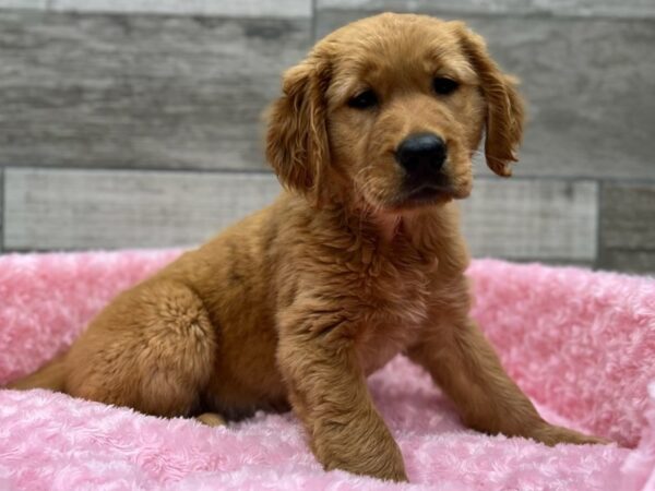 Golden Retriever DOG Female Golden 9329 Petland San Antonio, TX