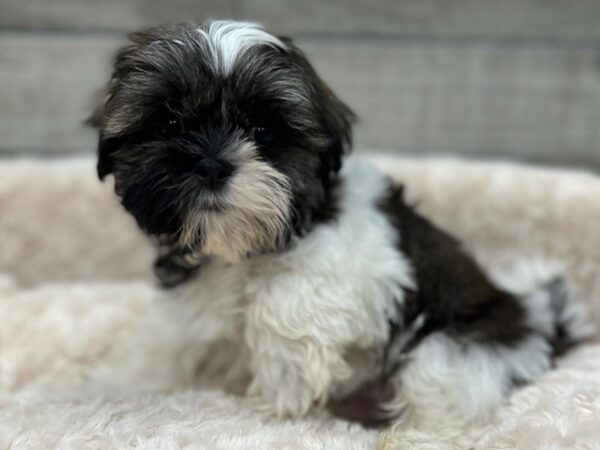 Shih Tzu DOG Male Brindle & White 9330 Petland San Antonio, TX