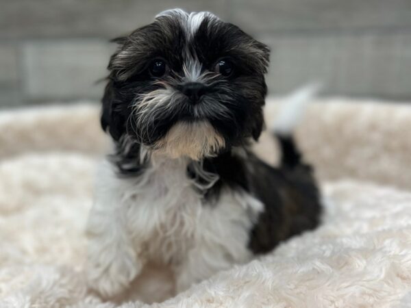 Shih Tzu-DOG-Female-Brindle & White-9331-Petland San Antonio, TX